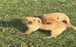 Labrador Retriever dogs for sale: Gorgeous Labrador puppies - Image 11