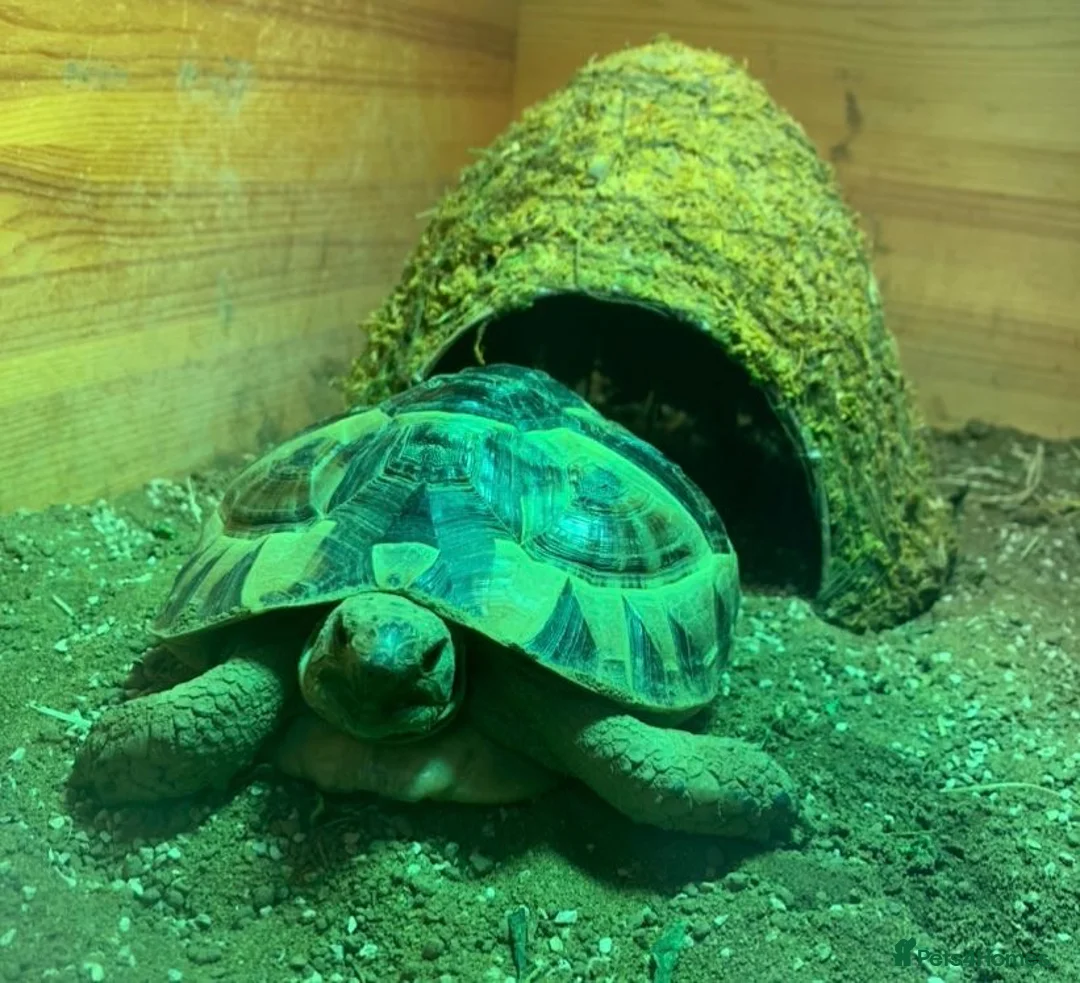 Tortoise reptiles for sale: Mediterranean Spur Thighed Tortoise - Advert 1