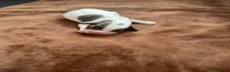 Cockapoo dogs for sale: Stunning cockapoos - Advert 5