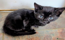 Mixed Breed cats for sale: Adorable kittens for sale - Image 4