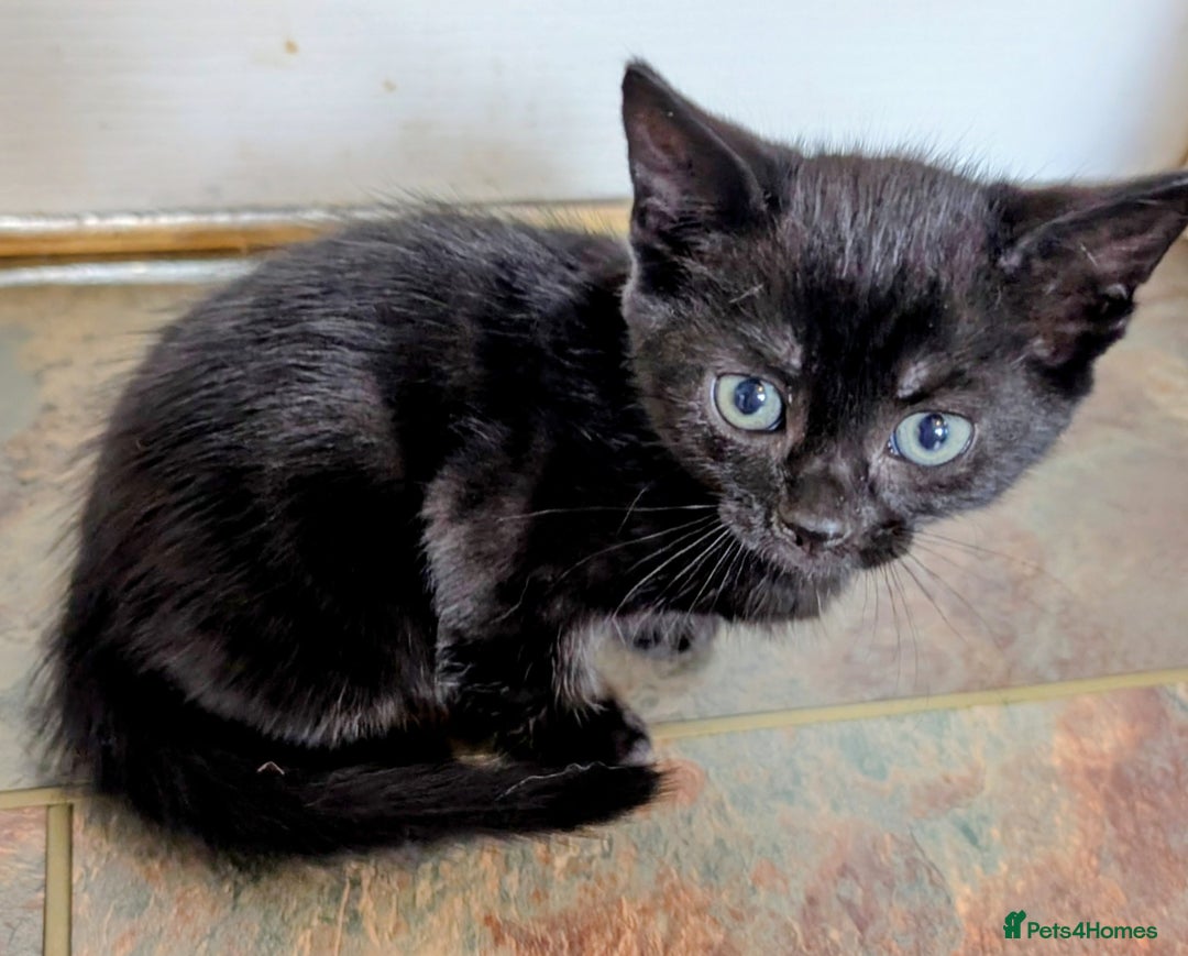 Mixed Breed cats for sale: Adorable kittens for sale - Image 4