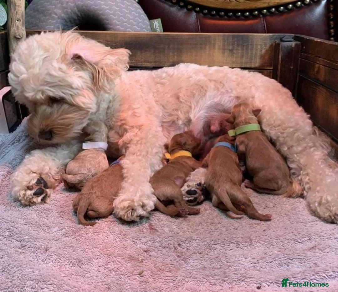 Cavapoo dogs for sale: Stunning red Cavapoo puppies - Advert 3