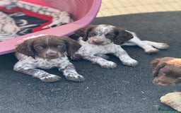 Cocker Spaniel dogs for sale: READY FOR NEW HOMES CAN LEAVE homes health tested  - Image 2