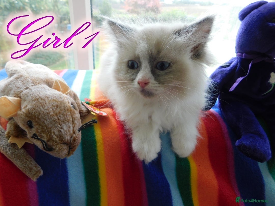 Ragdoll cats for sale: Stunning Ragdoll Kittens.... READY NOW - Image 10