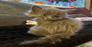 Mixed Breed cats - Advert 5
