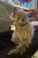 Mixed Breed cats - Advert 2