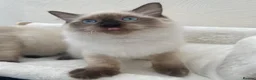 Ragdoll cats for sale: 🏆 GCCF CHAMP PEDIGREE RAGDOLL KITTENS  - Advert 7