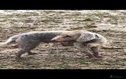 Bedlington Terrier dogs for stud: Bedlington terrier for stud in Barnsley - Image 3