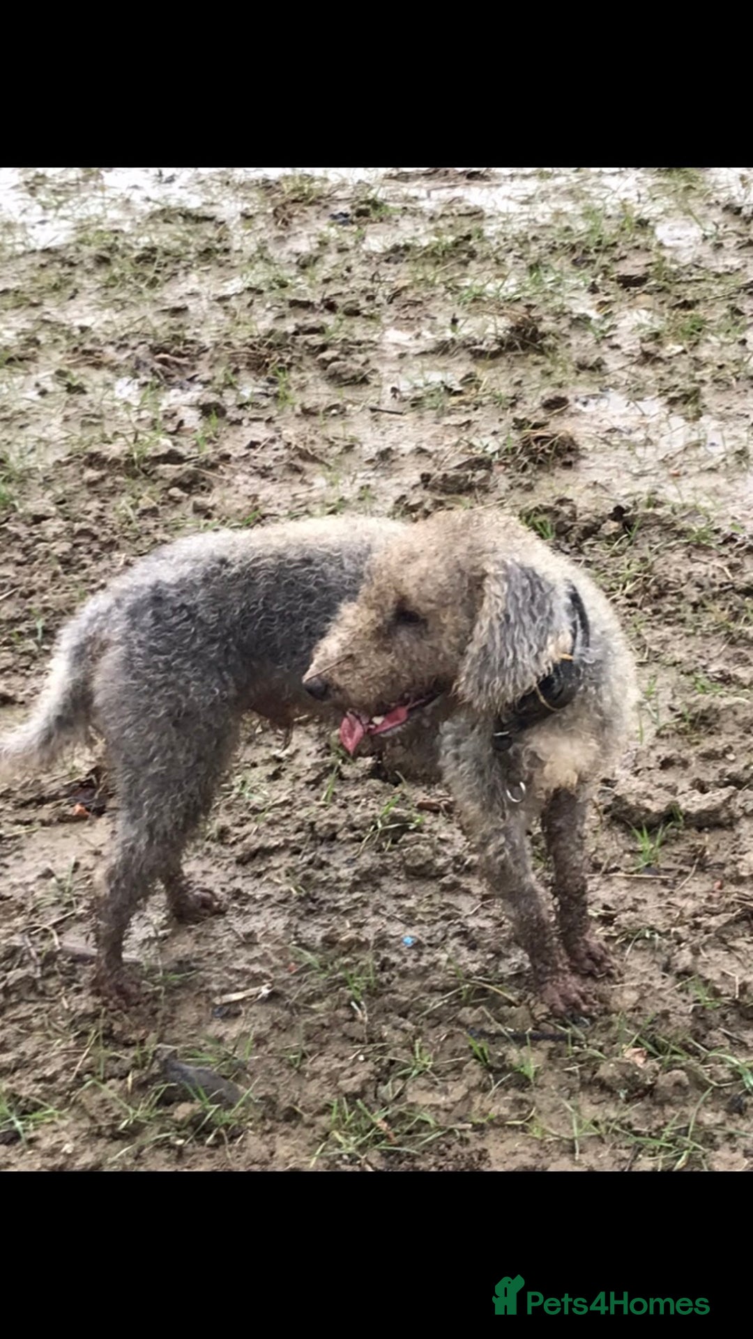 Bedlington Terrier dogs for stud: Bedlington terrier for stud in Barnsley - Image 3