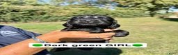 Sprocker dogs for sale: Beautiful Sprocker Puppies  in Sudbury - Advert 4