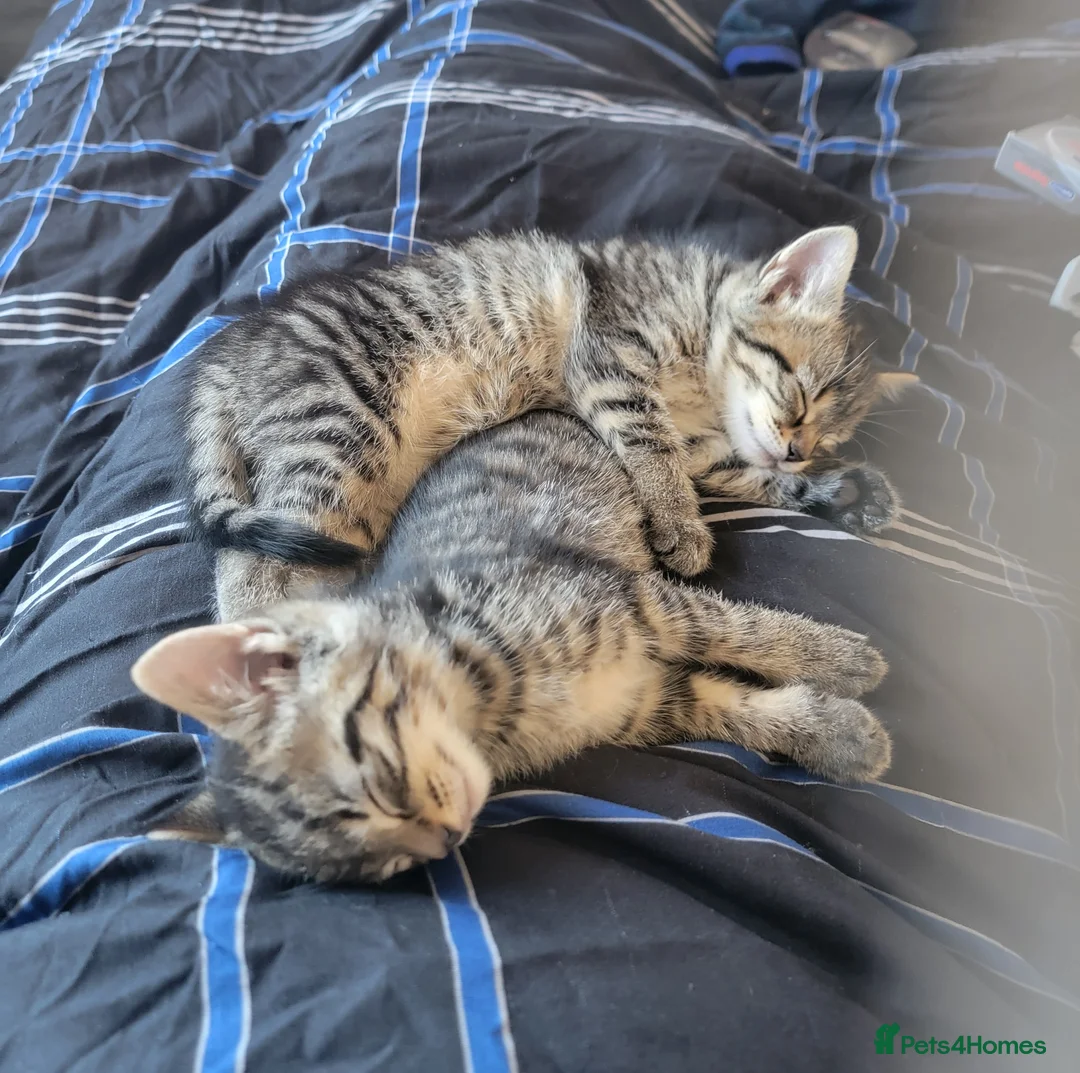 Mixed Breed cats for sale: Kittens ready now - Advert 13