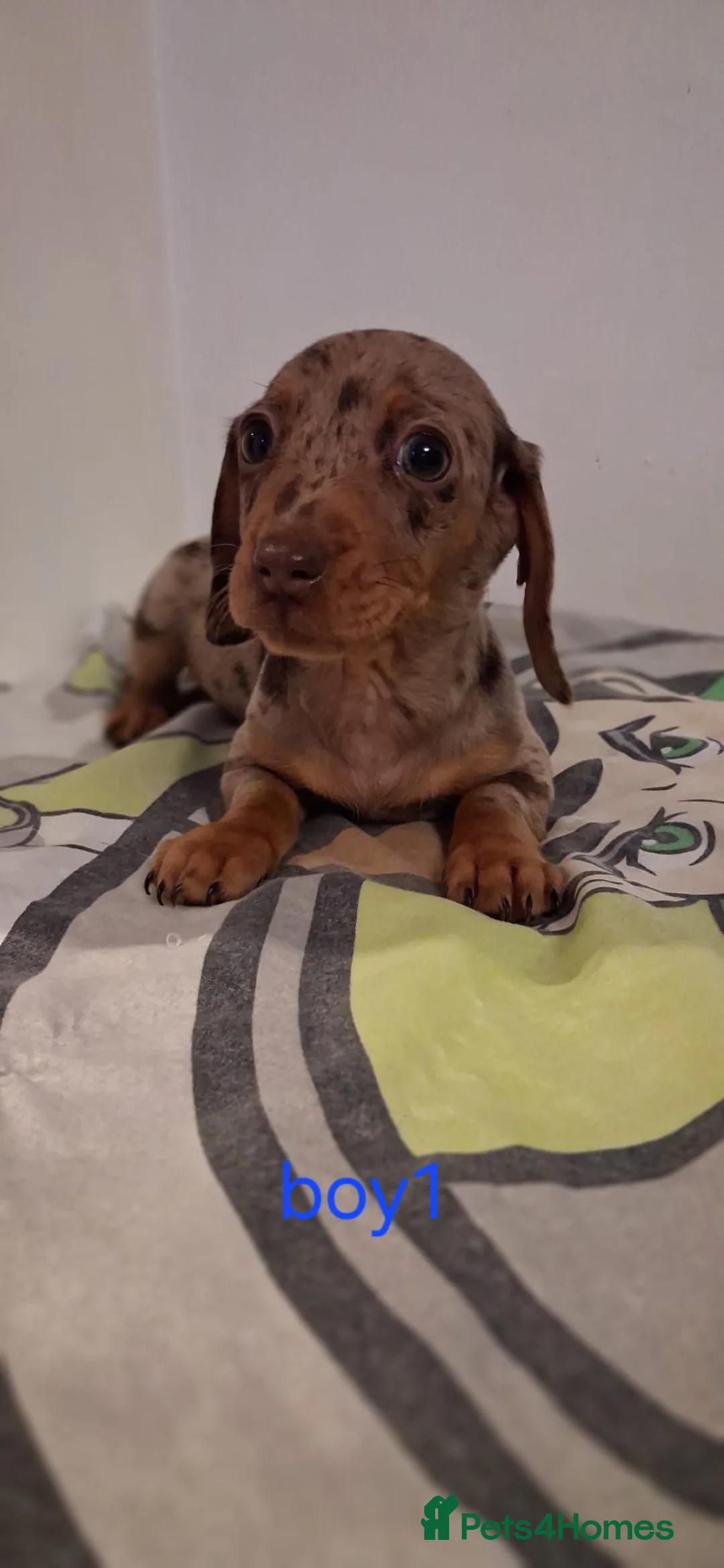 Dachshund dogs for sale: Beautiful miniature Dachshund babies  in Barnsley - Advert 7