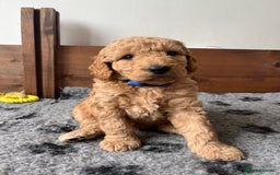 Australian Labradoodle dogs for sale: Aussie Doodles - 1 boy & 1 girl available  - Image 2