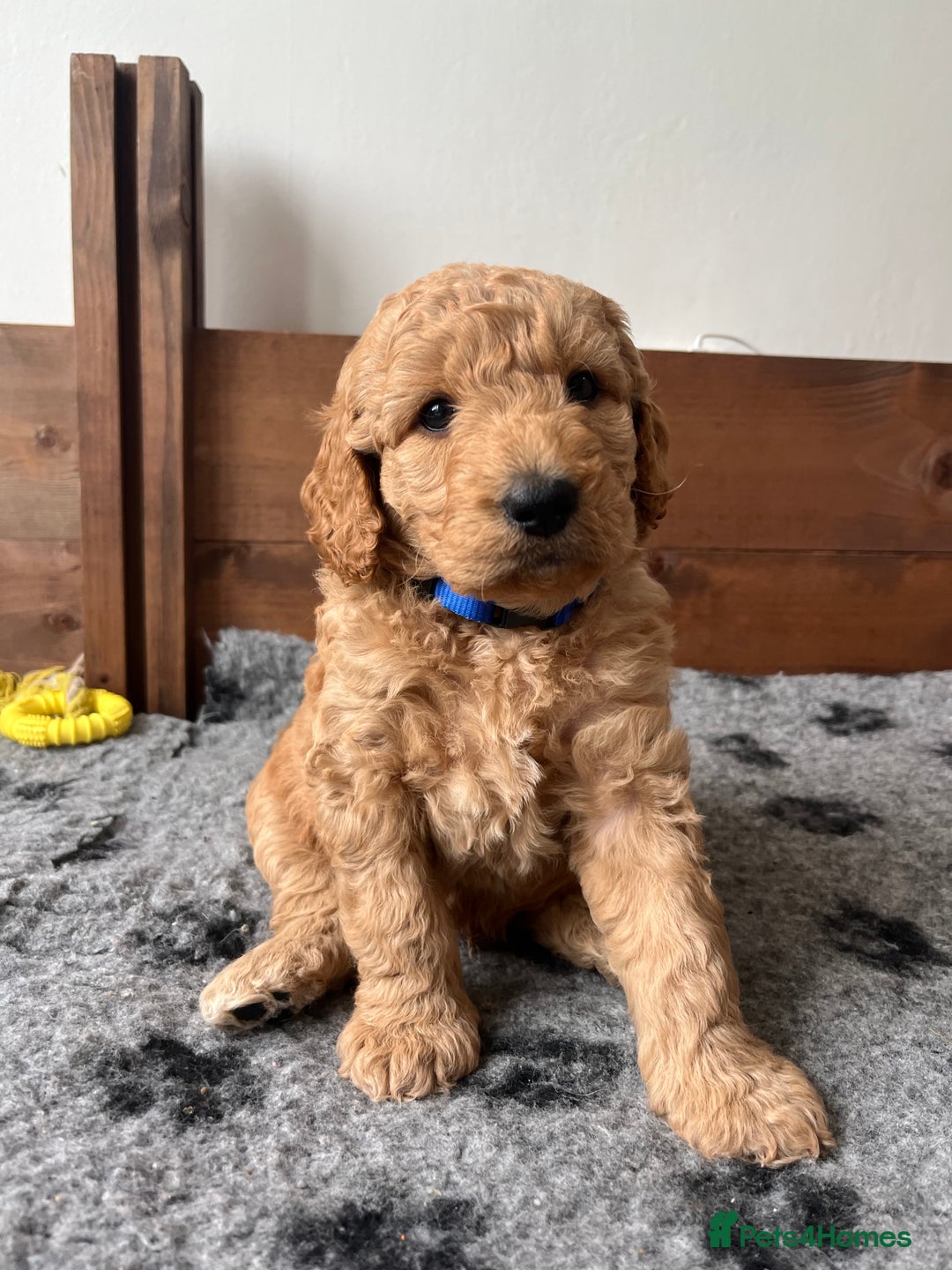 Australian Labradoodle dogs for sale: Aussie Doodles - 1 boy & 1 girl available  - Image 2