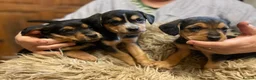 Mixed Breed dogs for sale: Beautiful Border Terrier X Show cocker spaniels  - Advert 3