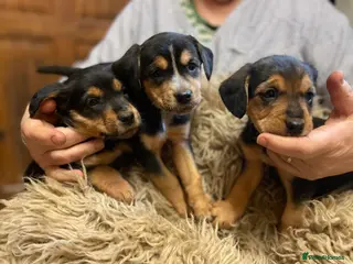 Mixed Breed dogs Beautiful Border Terrier X Show cocker spaniels - Advert 18