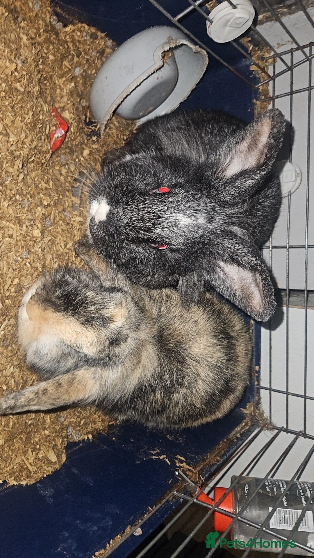 Mixed Breed rabbits for sale: Male rabbits for sale - Advert 1