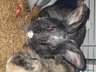 Mixed Breed rabbits Male rabbits for sale - Advert 1