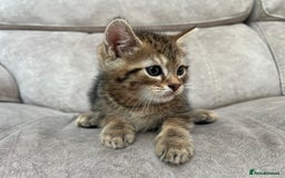 Siberian cats for sale: Half Siberian Wild forest Kittens 2x for £380 - Image 14