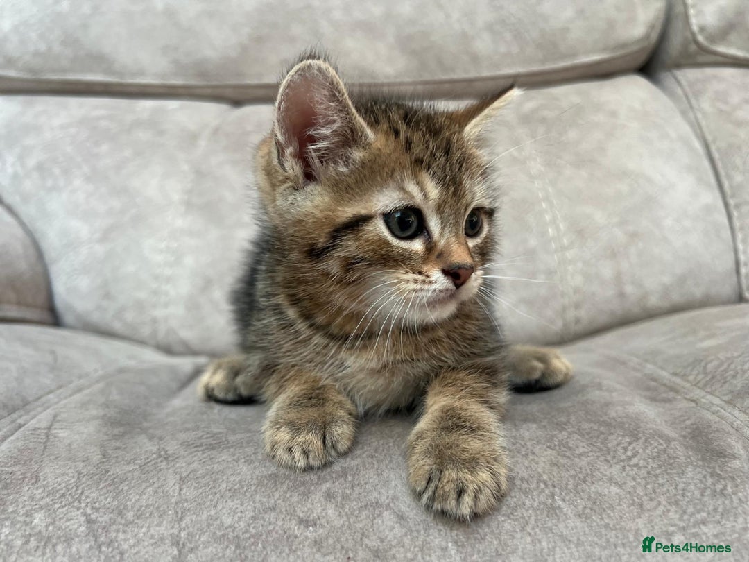 Siberian cats for sale: Half Siberian Wild forest Kittens 2x for £380 - Image 14