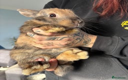 Mixed Breed rabbits for sale: 2 male Rex X netherland dwarf - Advert 5