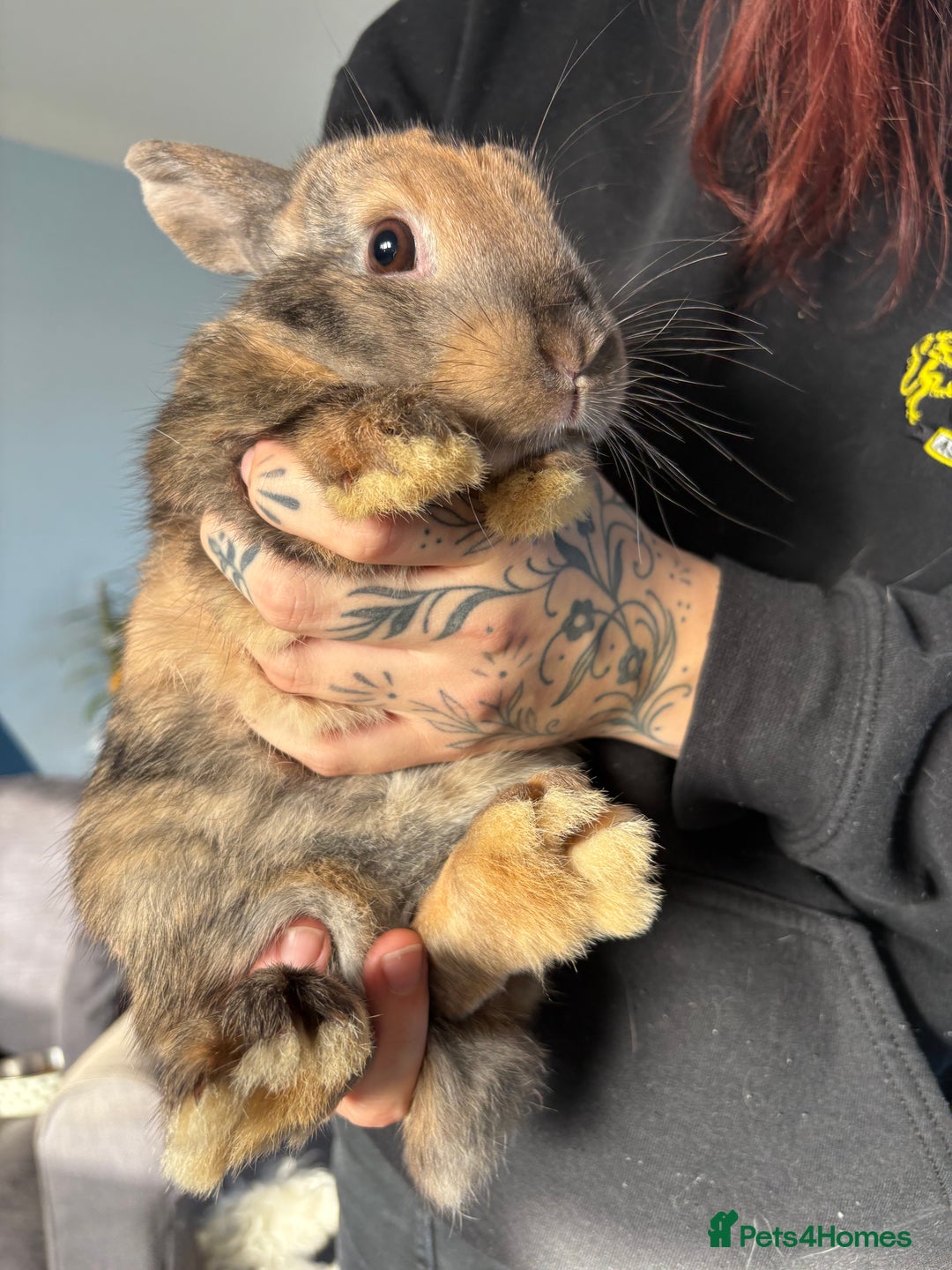 Mixed Breed rabbits for sale: 2 male Rex X netherland dwarf - Advert 5