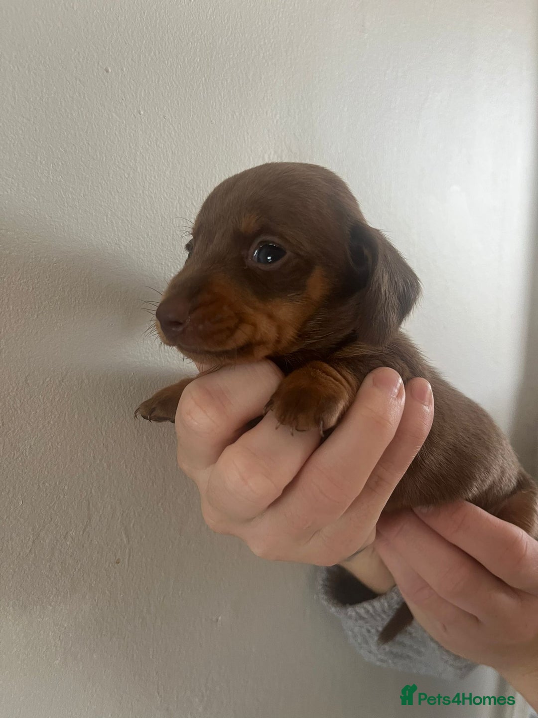 Miniature Dachshund dogs for sale: Stunning litter of mini dachshunds  - Advert 10