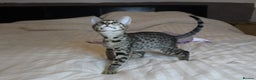 Savannah cats for sale: Stunning Davannah kittens - Advert 6