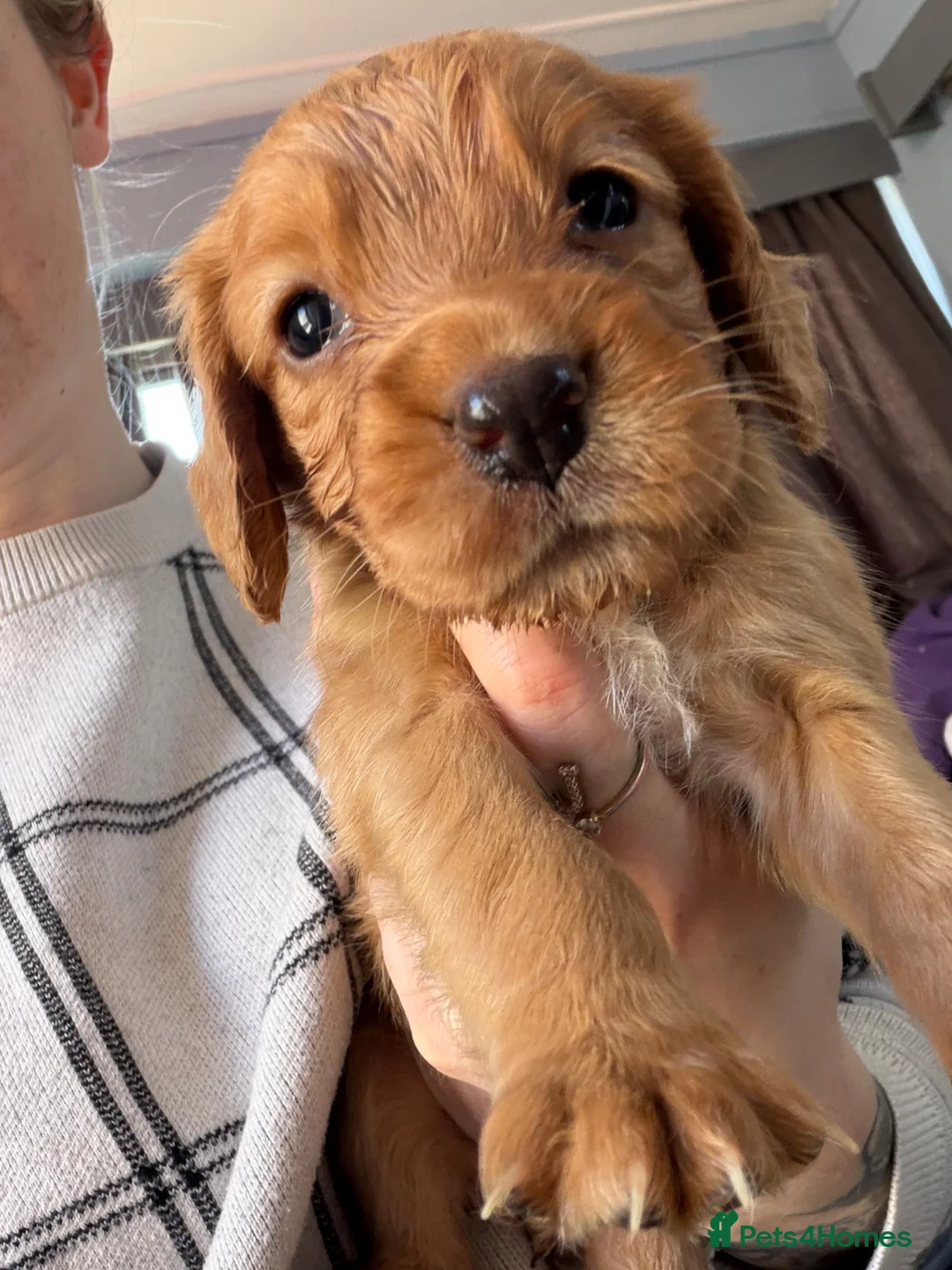 Cocker Spaniel dogs for sale: 5 working cocker spaniels KC reg in Taunton - Advert 2