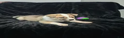 Mixed Breed dogs for sale: Mother is akita x staff father is full Akita - Advert 3