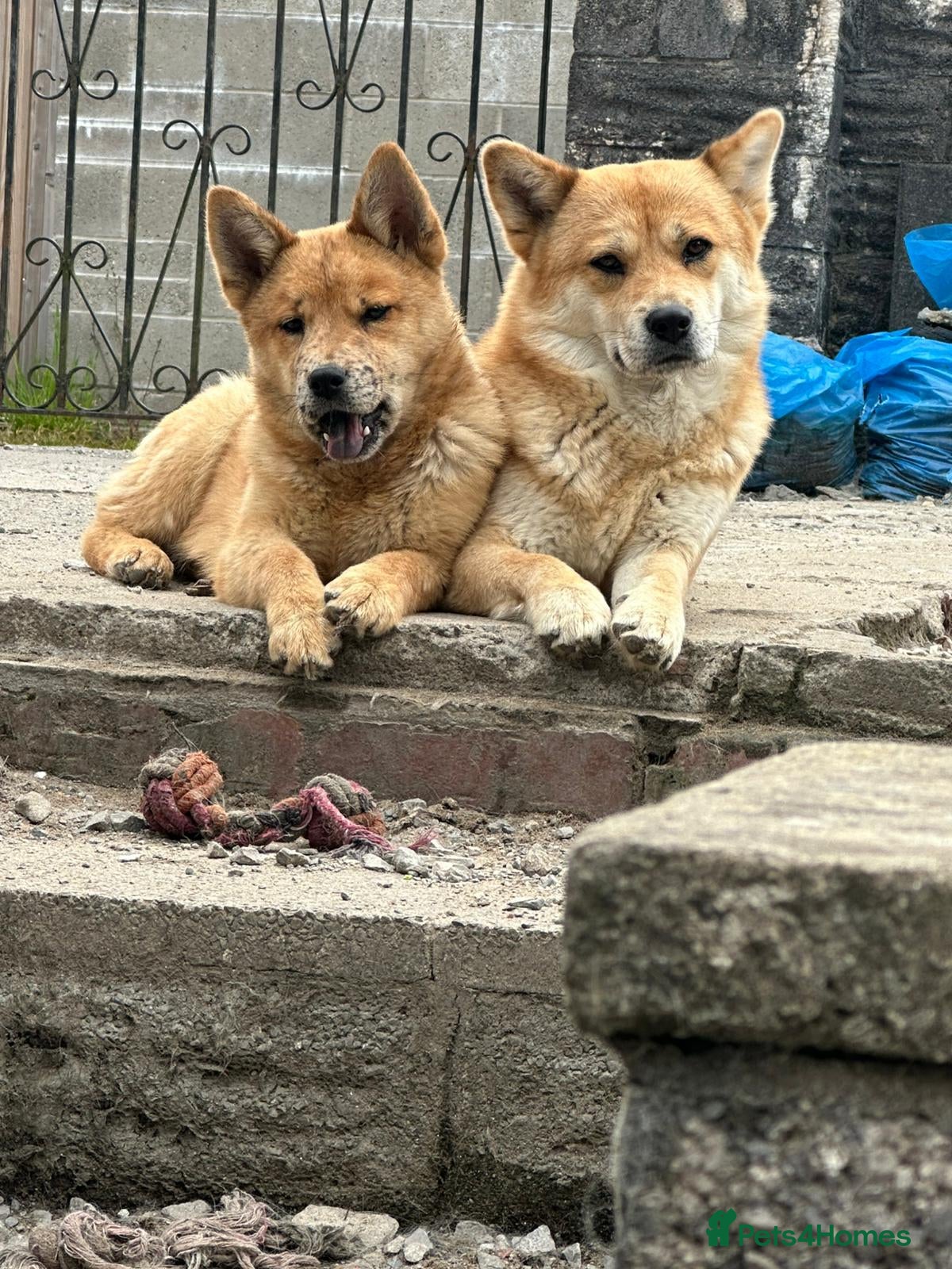 Mixed Breed dogs 1 Adorable Red Merle Chowski for sale  - Advert 13