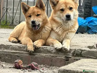 Mixed Breed dogs 1 Adorable Red Merle Chowski for sale - Advert 4