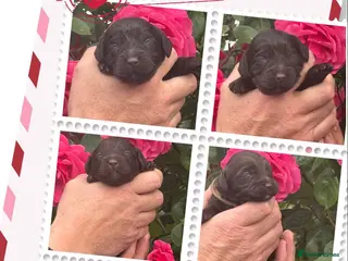 Cockapoo dogs 6 gorgeous dark chocolate f1 Cockerpoo puppies - Advert 1