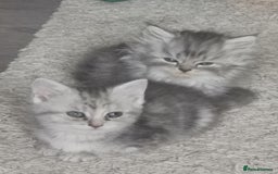 Persian cats for sale: Beautiful  silver shaded chinchilla Persian x bsh - Image 4