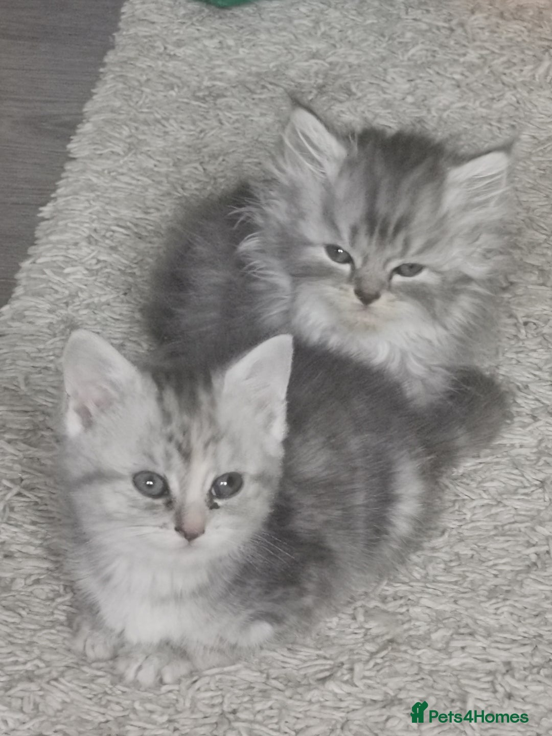 Persian cats for sale: Beautiful  silver shaded chinchilla Persian x bsh - Image 4
