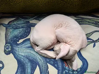 Sphynx cats Odd eyed pedigree sphynx kitten Health Guarantee - Advert 15