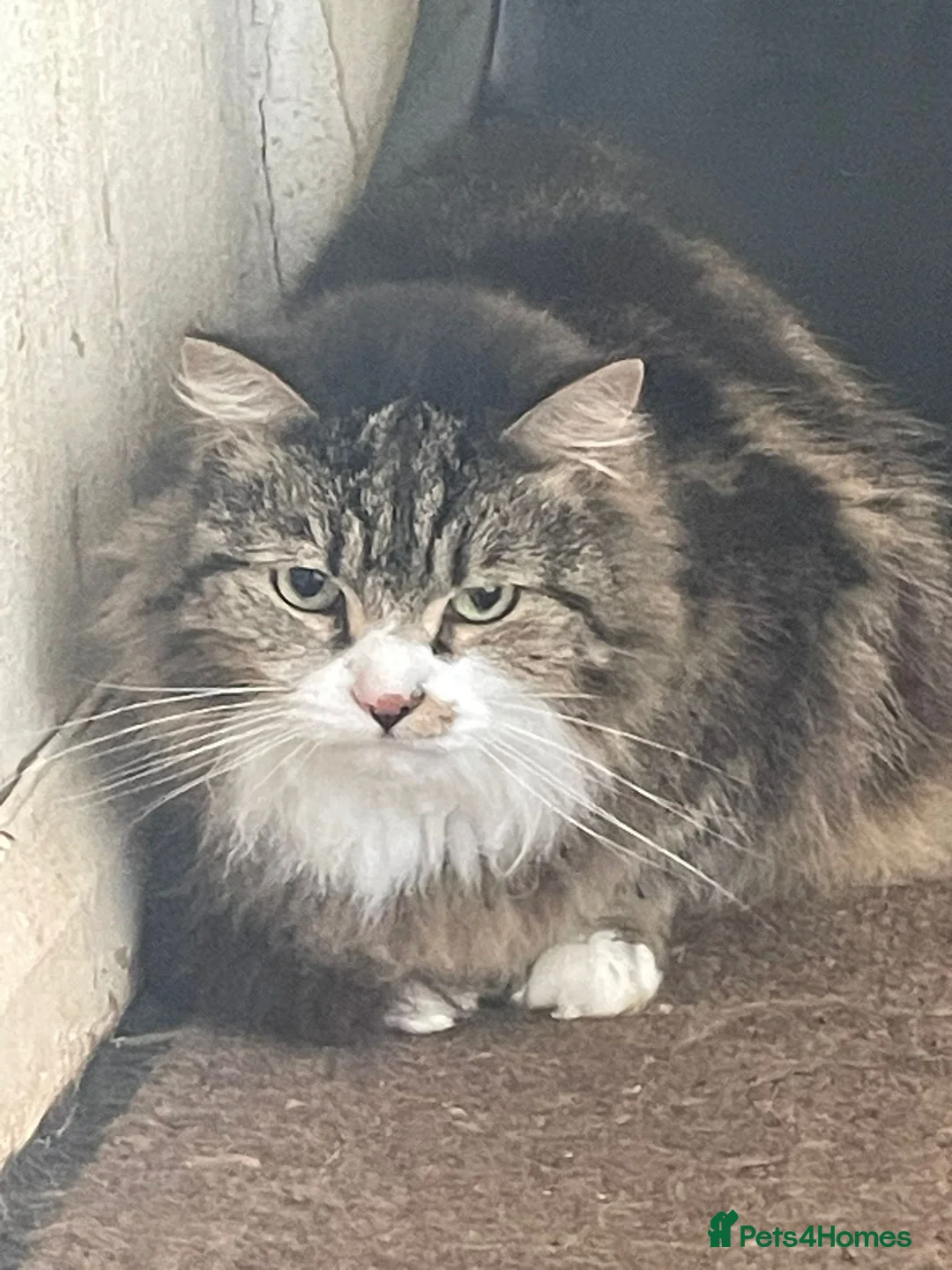 Mixed Breed cats for sale: £20 adult cats need new loving home!  - Advert 8
