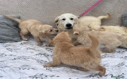 Golden Retriever dogs for sale: Golden retriever puppies  - Image 13