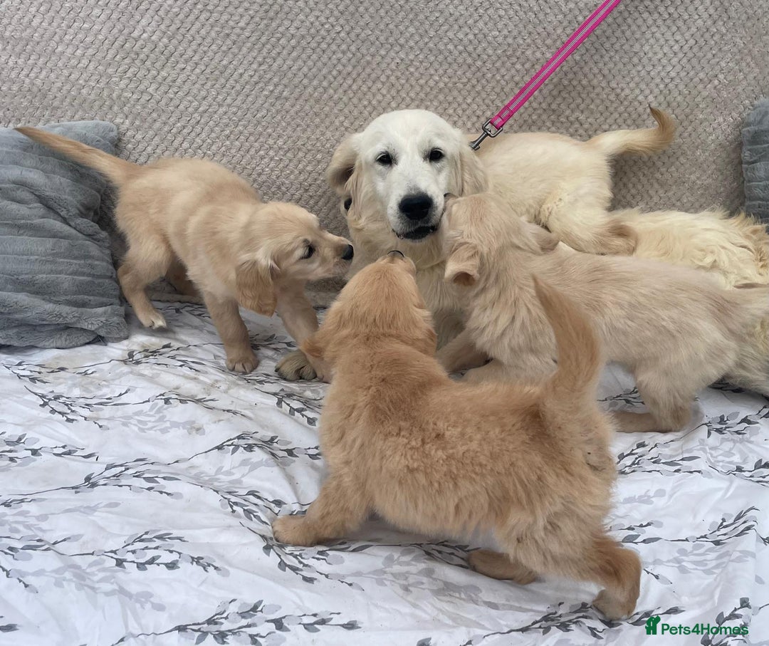 Golden Retriever dogs for sale: Golden retriever puppies  - Image 13