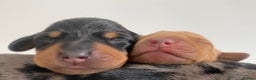 Miniature Dachshund dogs for stud: Kc reg IVDD screened pra clear mini smooth  in Newton Abbot - Advert 26