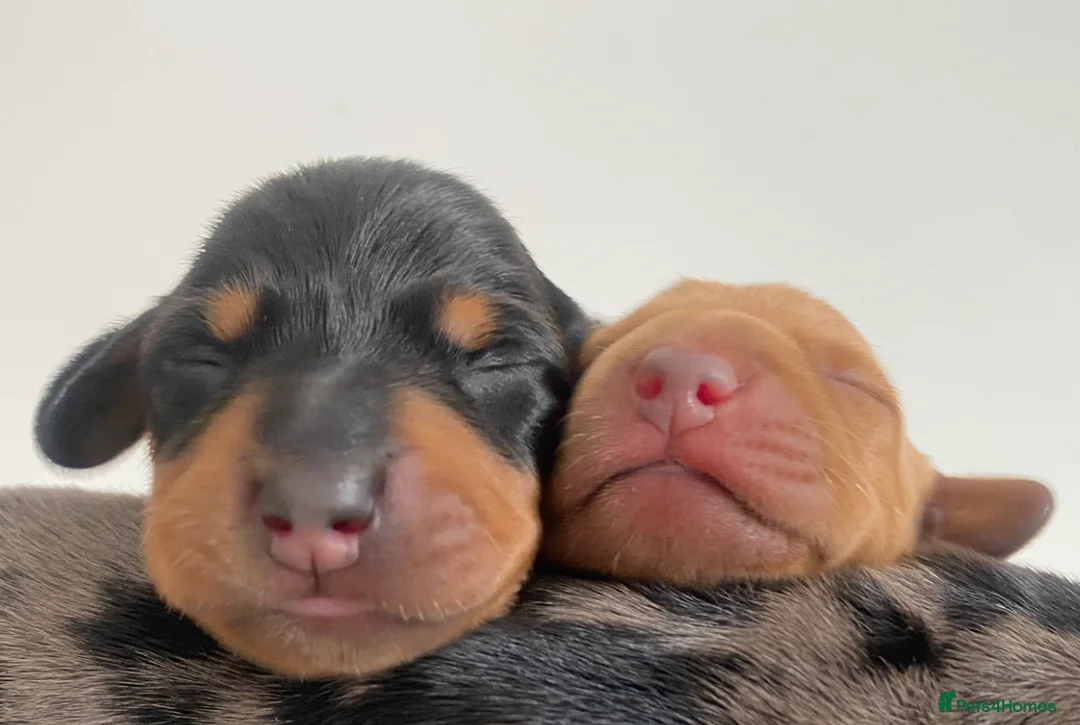 Miniature Dachshund dogs for stud: Kc reg IVDD screened pra clear mini smooth  in Newton Abbot - Advert 26