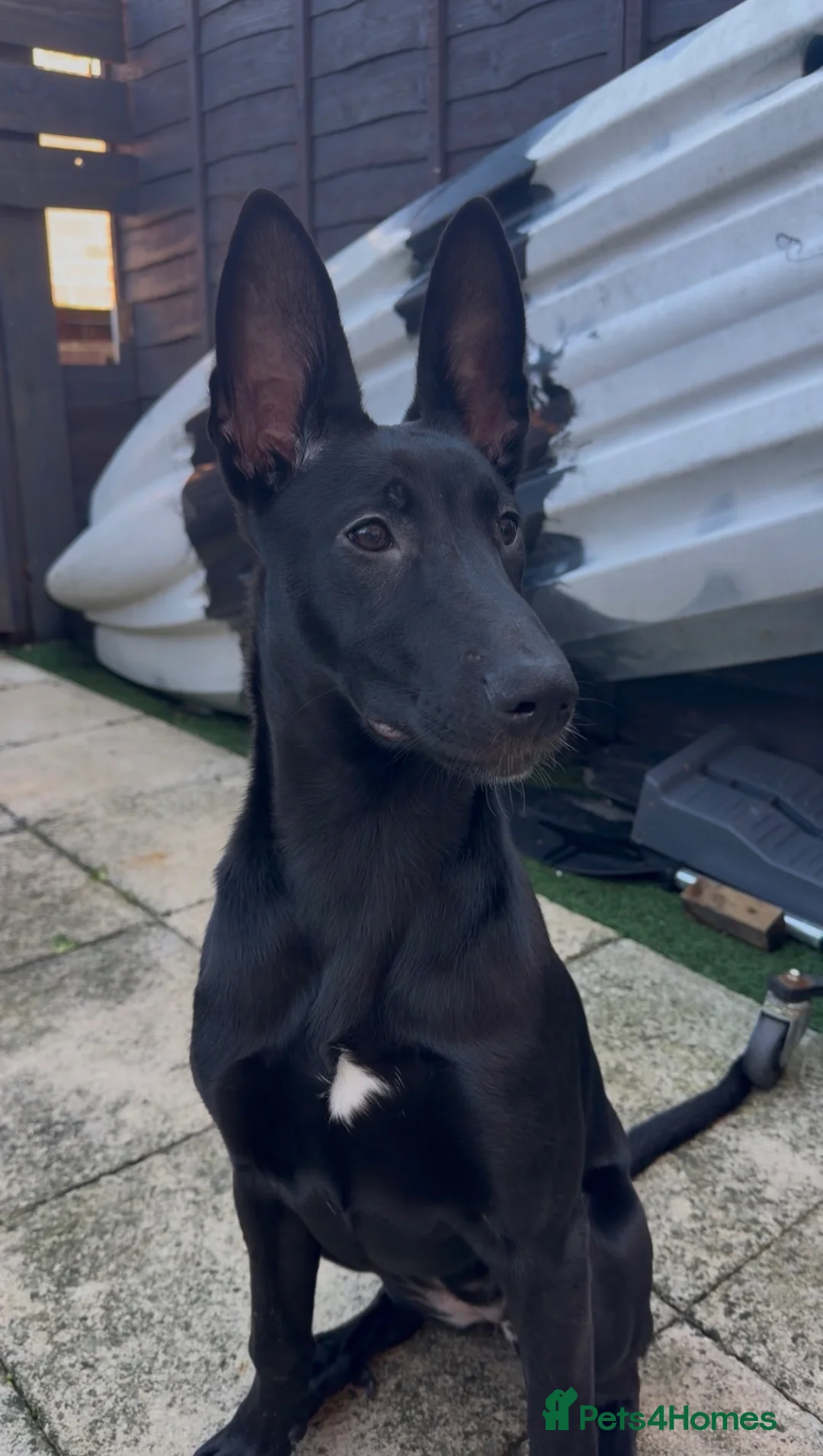 Belgian Shepherd Dog dogs for sale: Female Belgian Malinois  - Advert 4