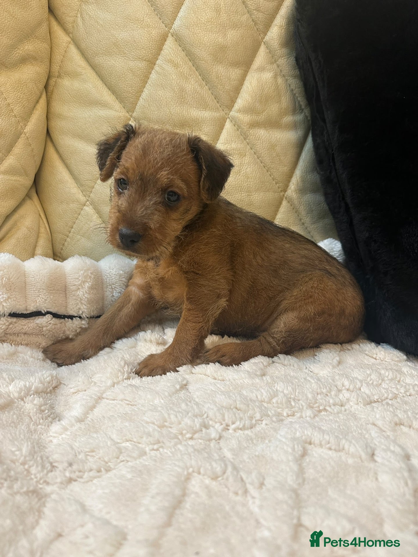 Lakeland Terrier dogs for sale: Lakeland Terrier Puppies Ready W/C 2nd November - Advert 4