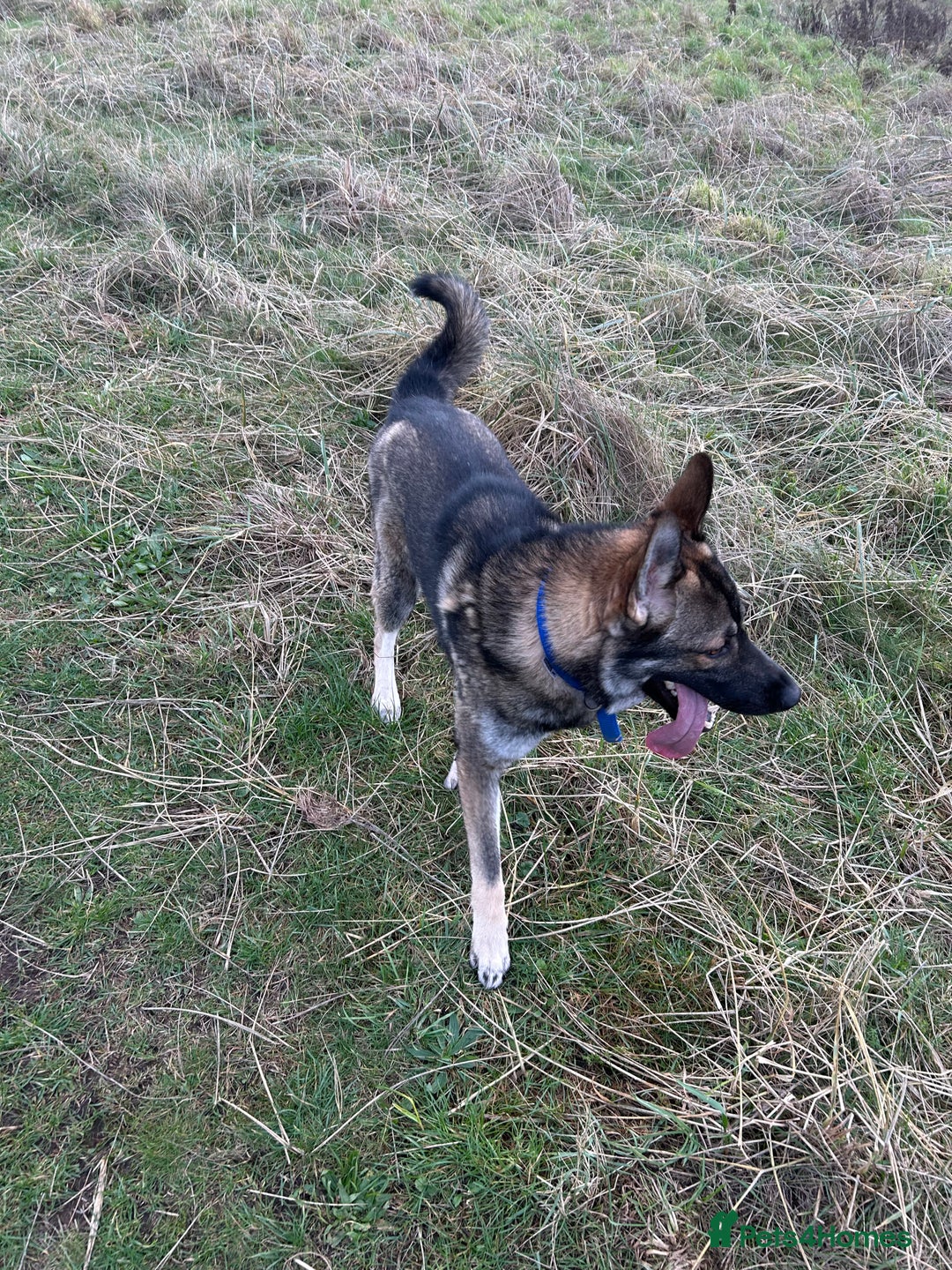 Shepsky dogs for adoption: Geberian shepsky male 15 month  - Advert 5