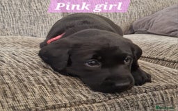 Labrador Retriever dogs for sale: Beautiful Labrador puppies  - Image 8