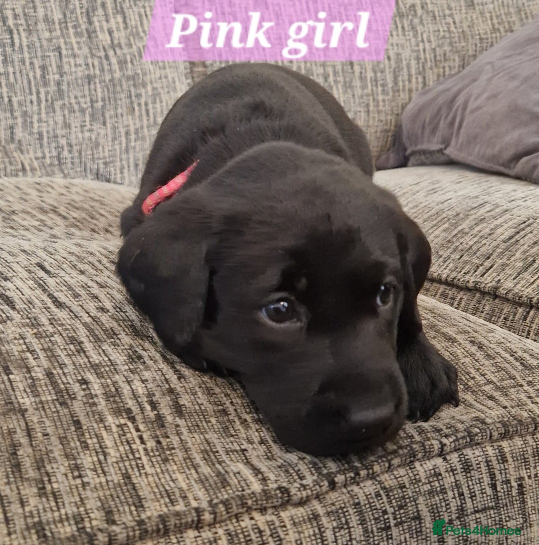 Labrador Retriever dogs for sale: Beautiful Labrador puppies  - Image 8