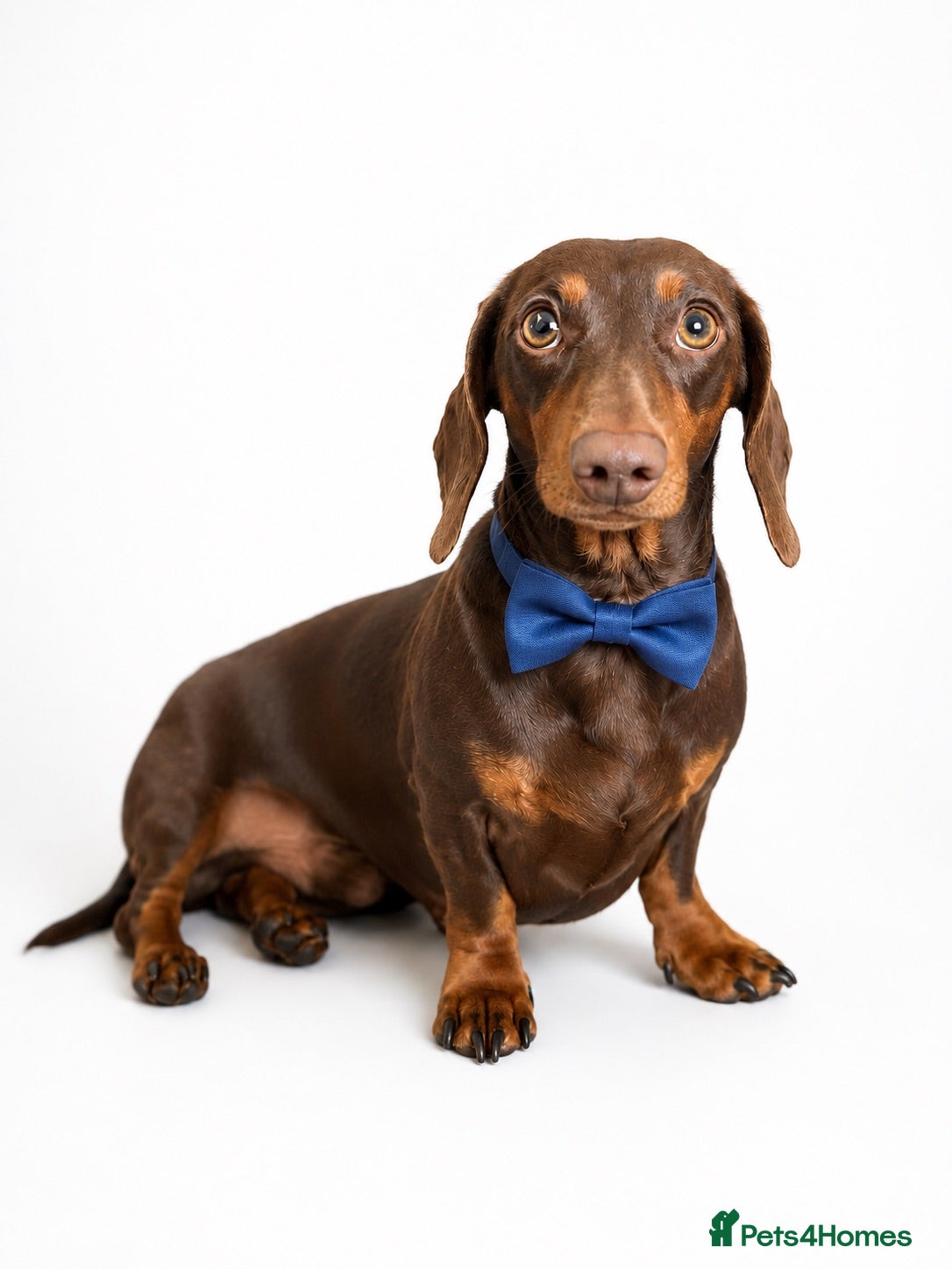 Miniature Dachshund dogs miniature dachshund for stud - Advert 16