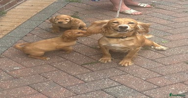 Cocker Spaniel dogs - Advert 14