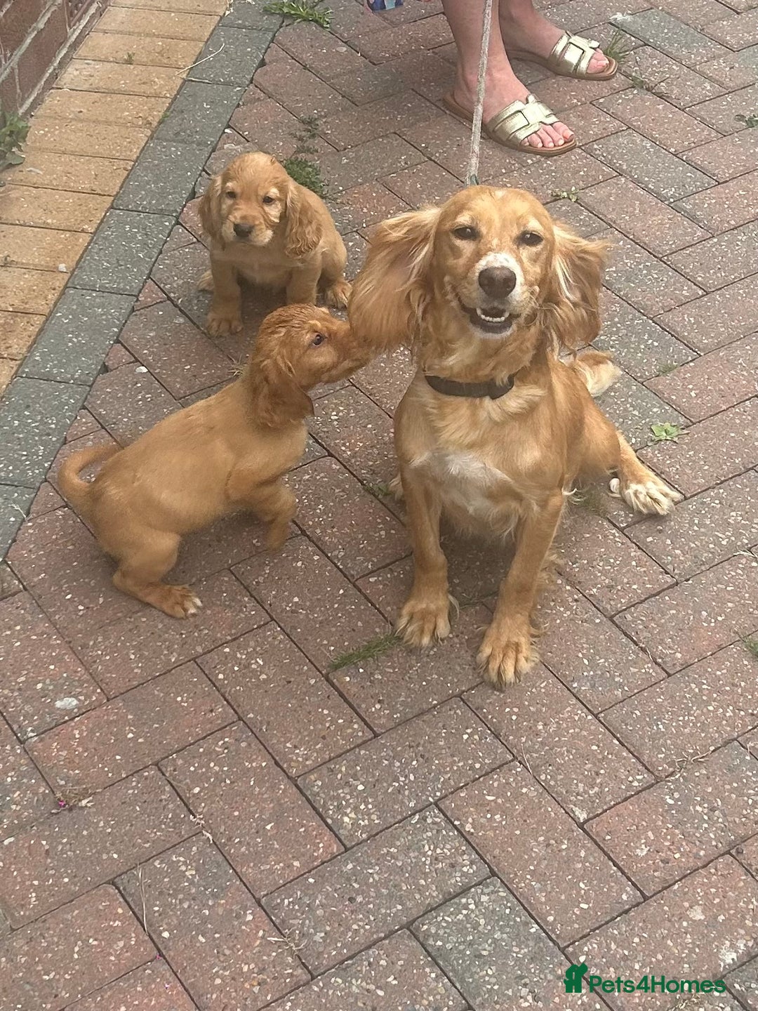 Cocker Spaniel dogs for sale: Cocker spaniel puppies ready to leave . - Image 2