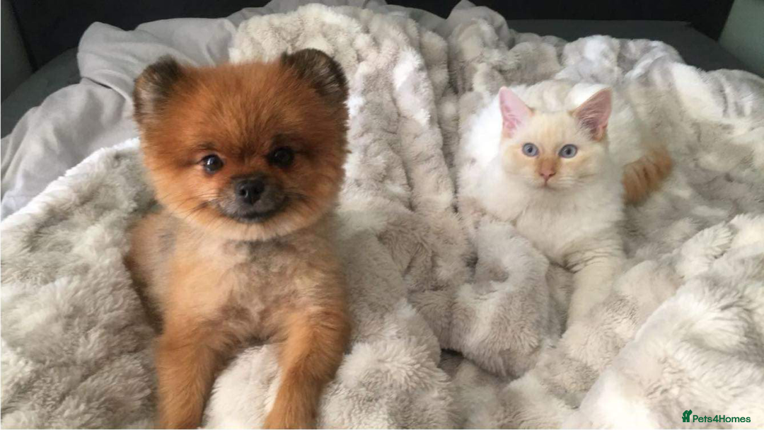 Ragdoll cats for stud: Rare Flame Point Ragdoll for stud - Image 4